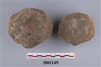 藏品(貝類化石)的圖片